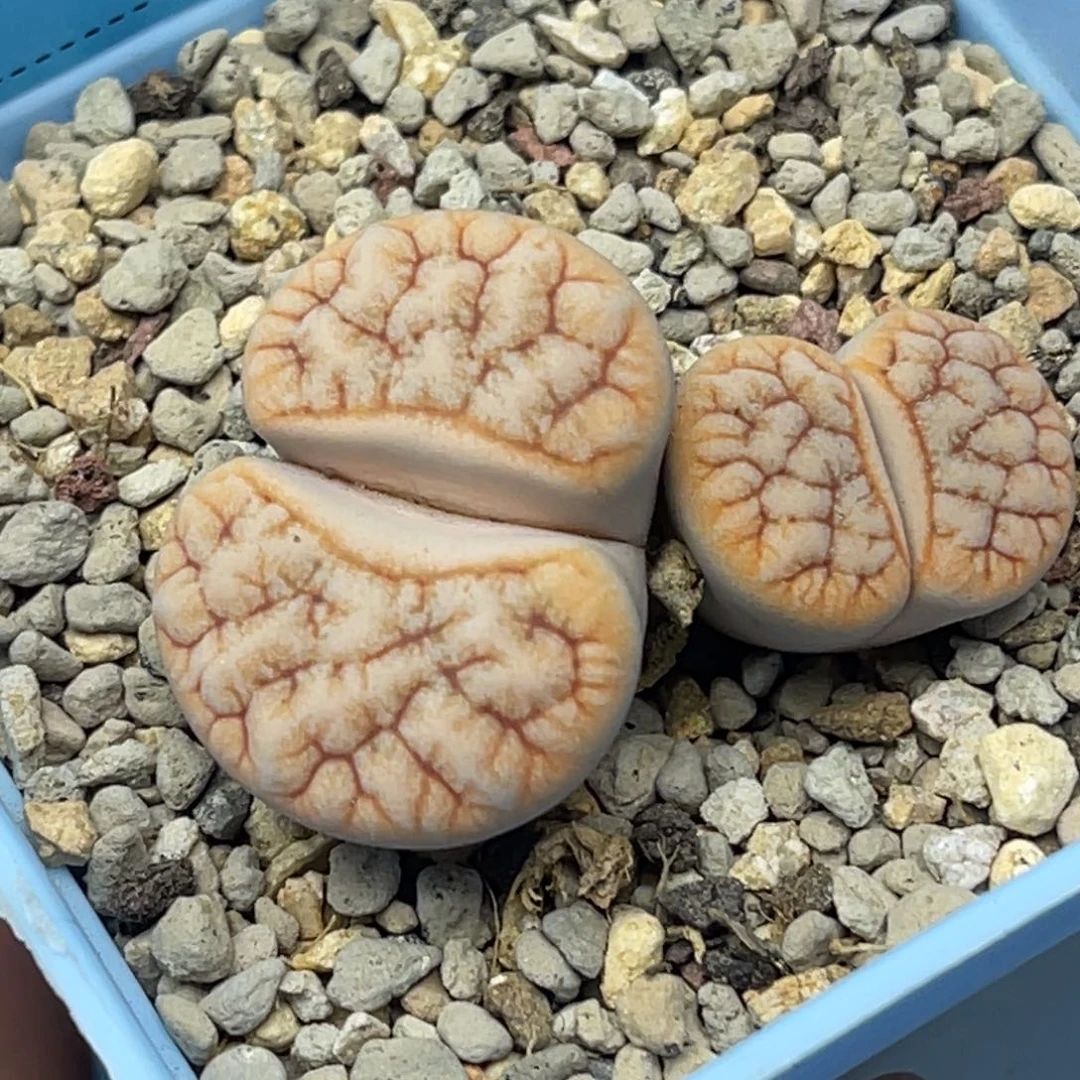 4251双头睫毛拿铁荒一颗