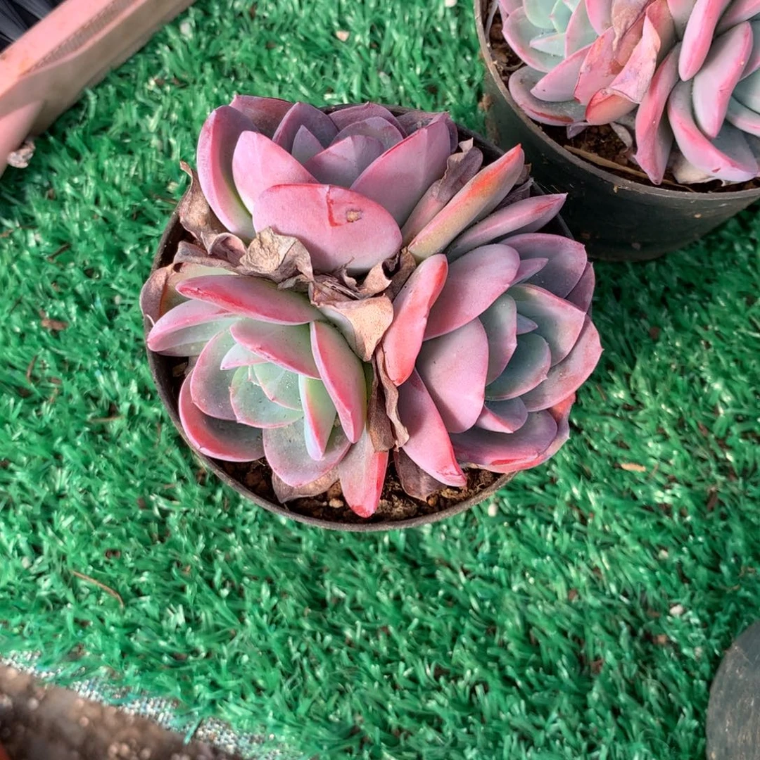 小布鲁蓝多肉植物