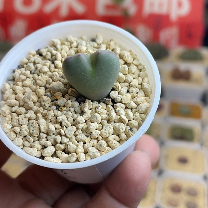 佳人园艺多肉生石花将杂718