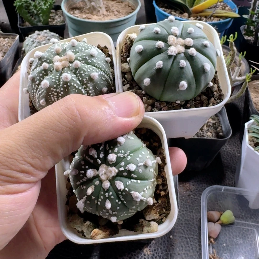 543星兜3个一份随机带盆发货
