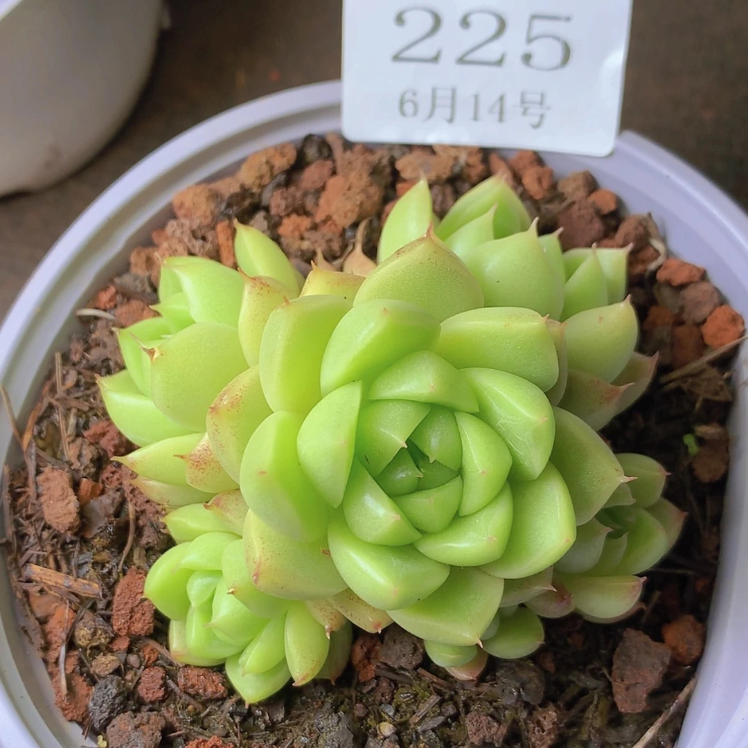 【闪购商品】云225号麦秆
