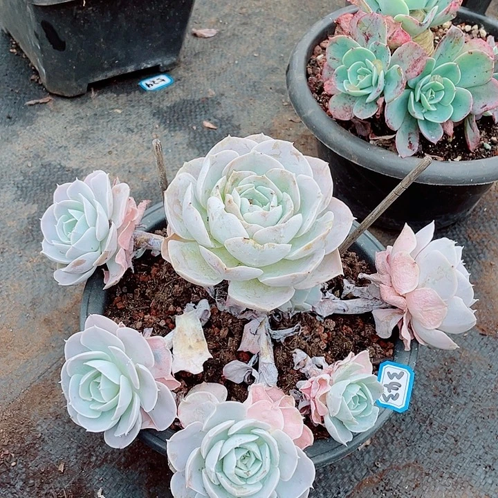 343圣卡一物一拍多肉