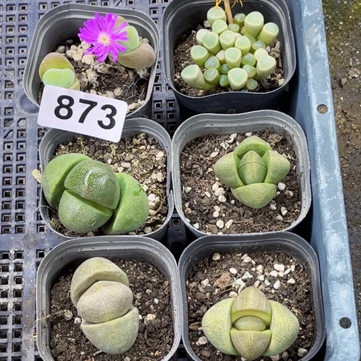 873肉缀一物一图如图