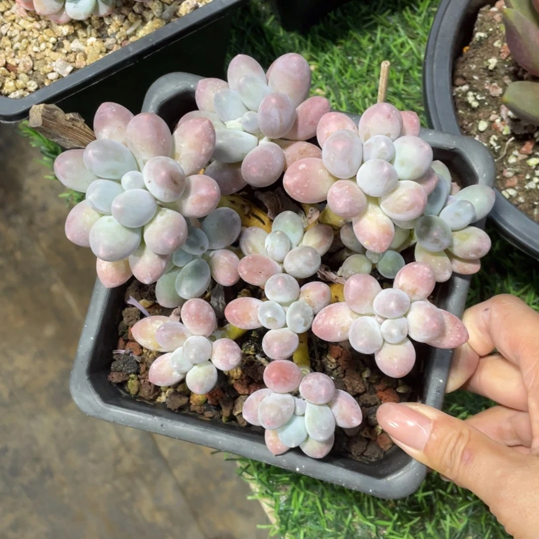 汤圆冠幅15 公分一物一拍