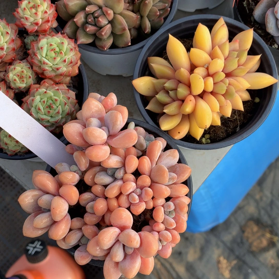 七彩洛神827272727273