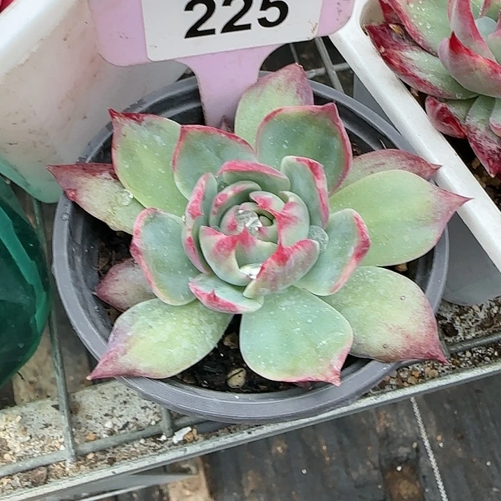 225 惊鸿仙子多肉植物6-9cm