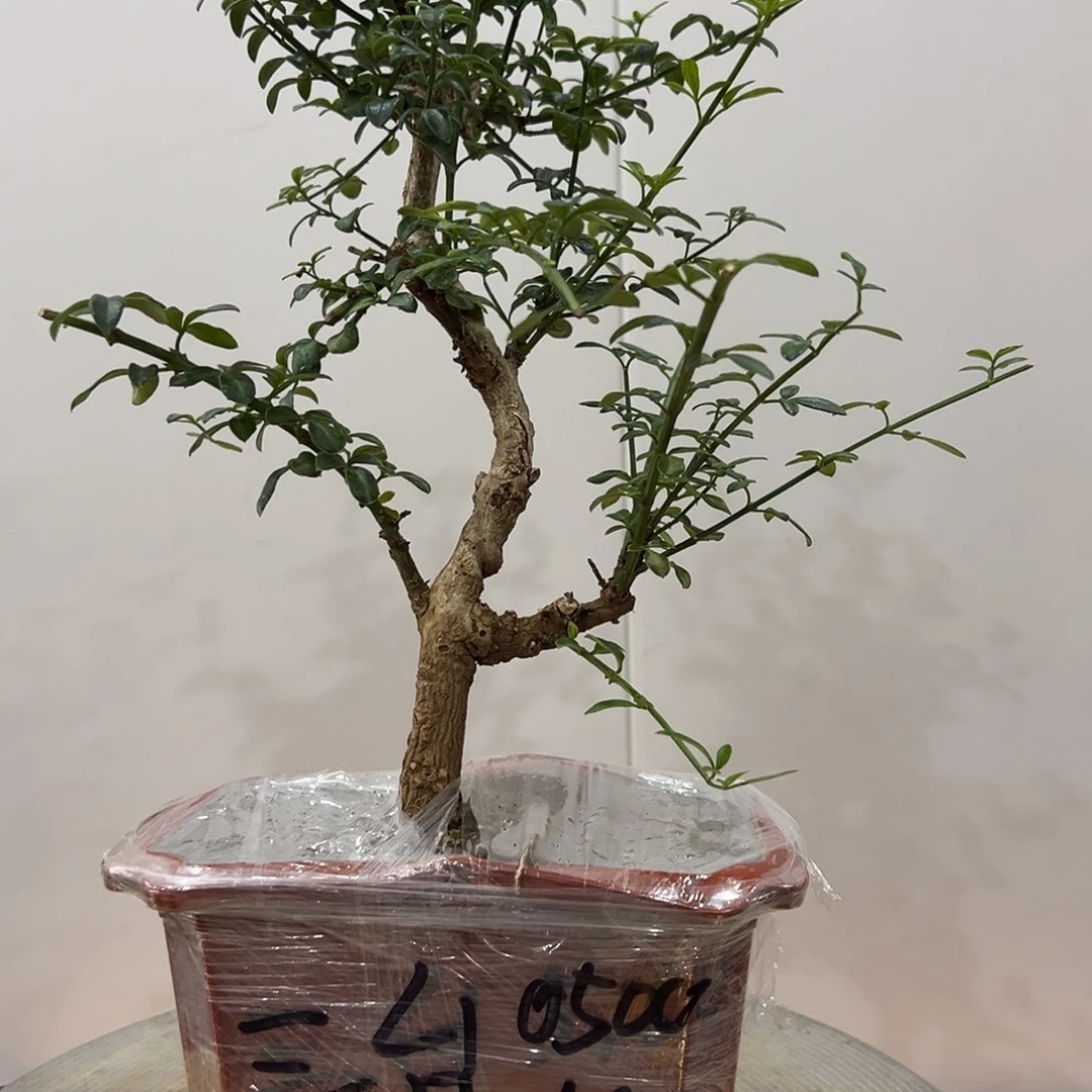 养***壶完全开放谢谢您的支持与信任