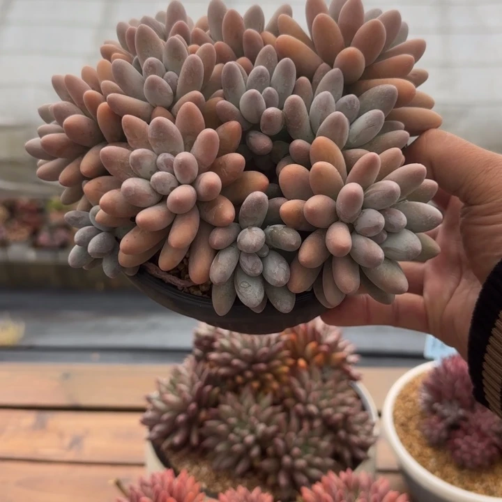 小****多肉植物汤圆系列