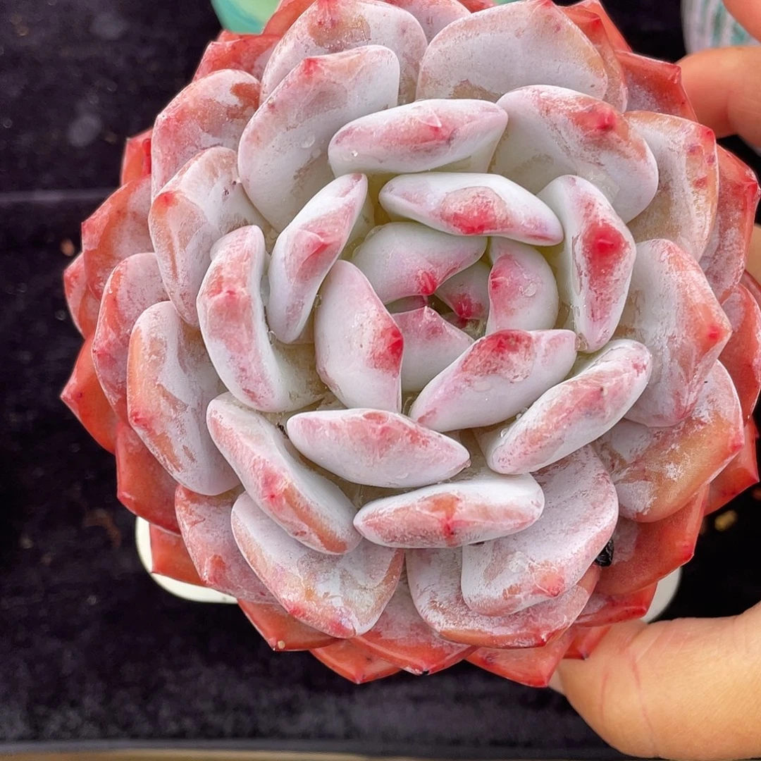 多肉植物一物一拍
