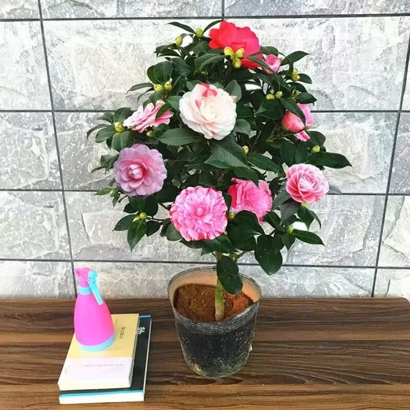【50-70cm】盆栽五色赤丹带白盆带花苞室内四季名贵花卉开花植物H