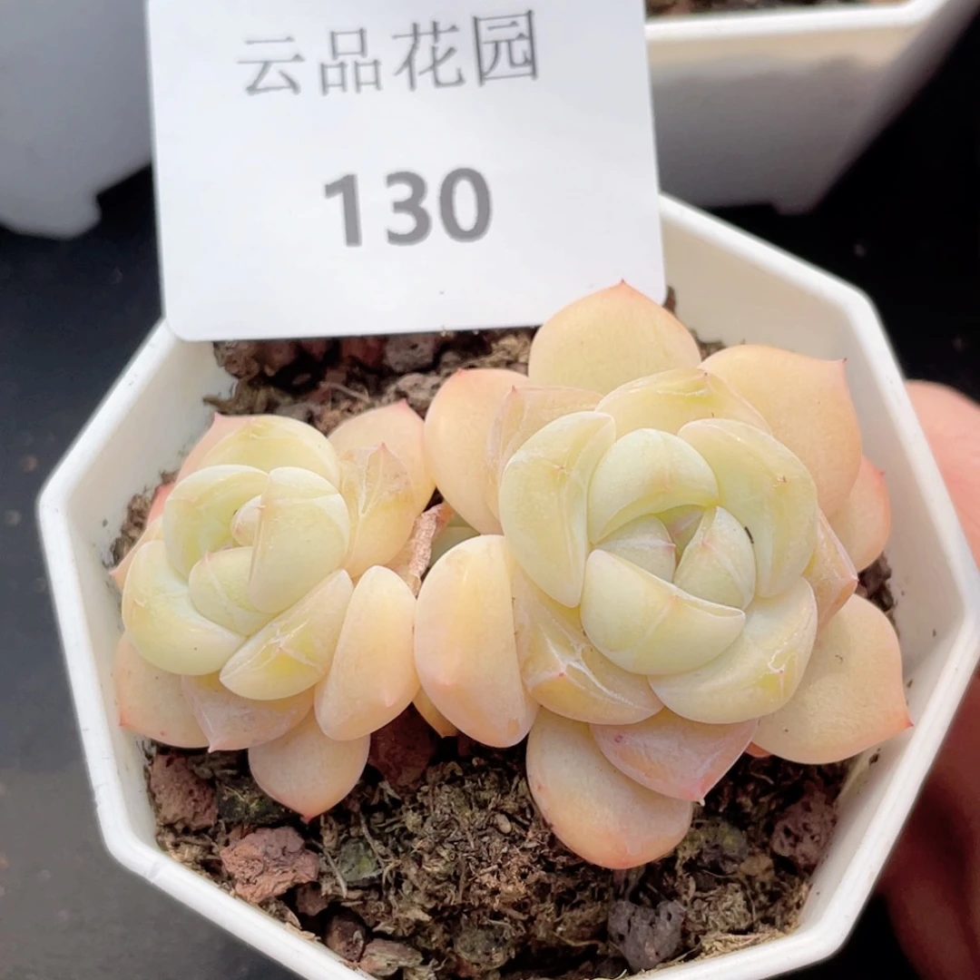 130号糖心冰心珍妮