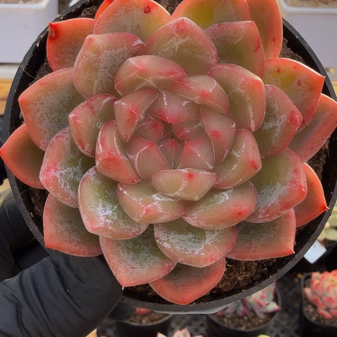 1126-18冰花单头a