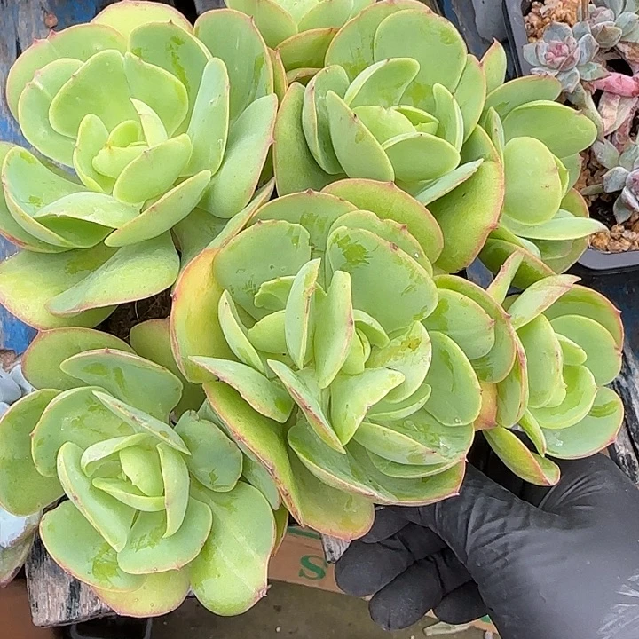 青蛙王子儿童牙膏11