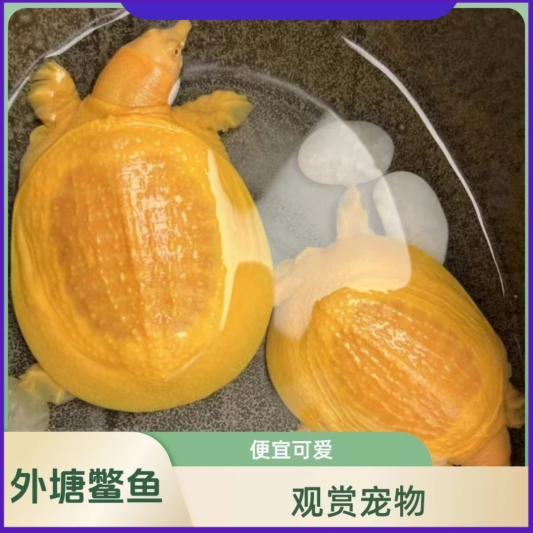 黄金鳖变异宠物深水甲鱼山瑞鳌黄金甲红眼睛黄化鳖白化甲鱼黄金龟