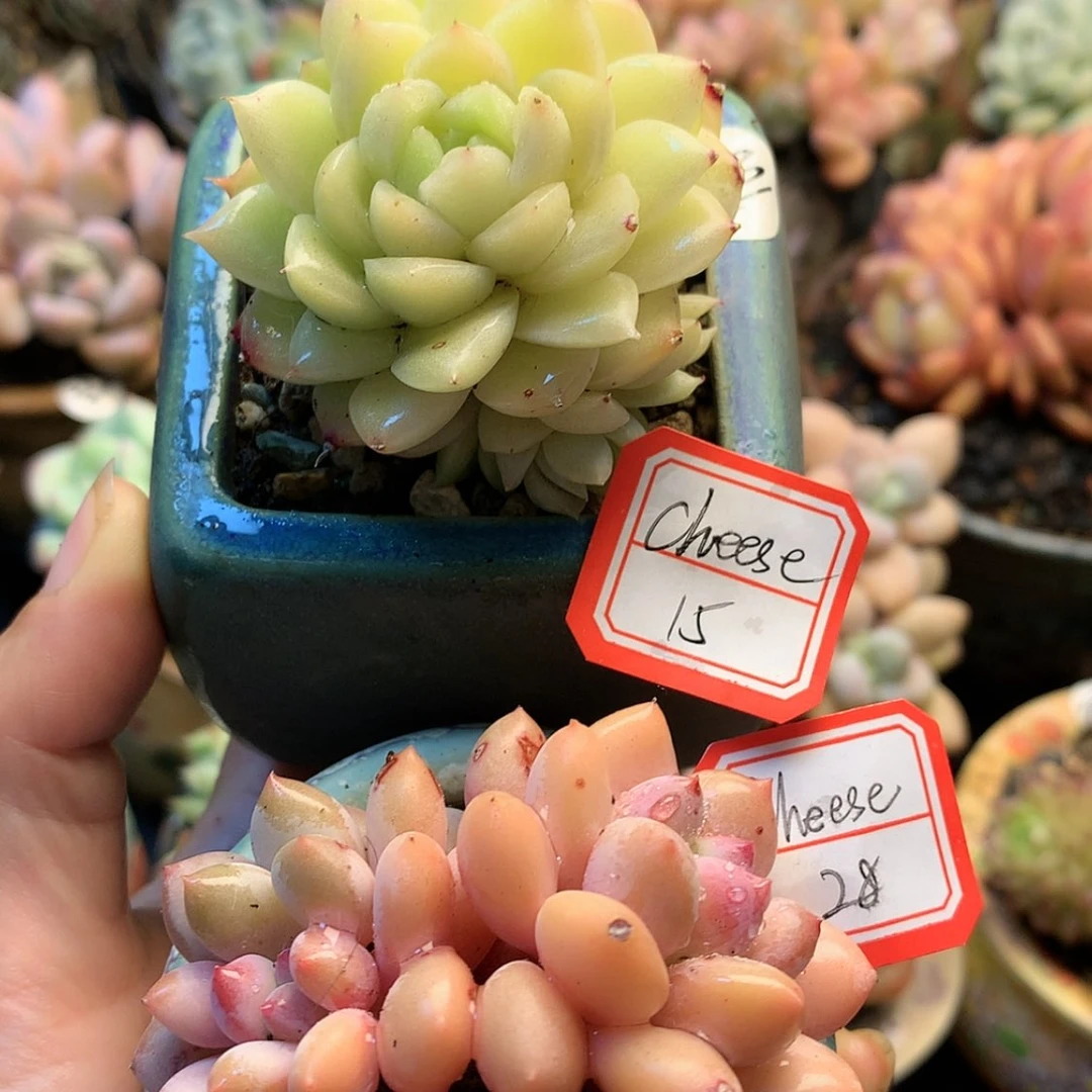 【闪购商品】Cheese两颗