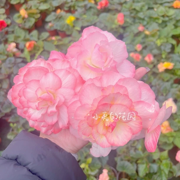 【桃色渐变】夫妻海棠球根海棠多年生