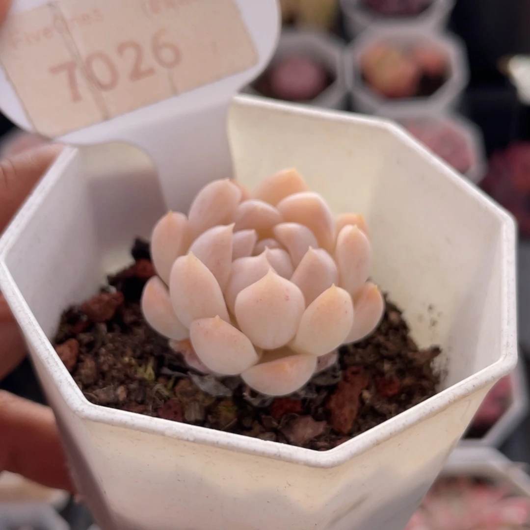 白桃汽水7026-3.5厘米