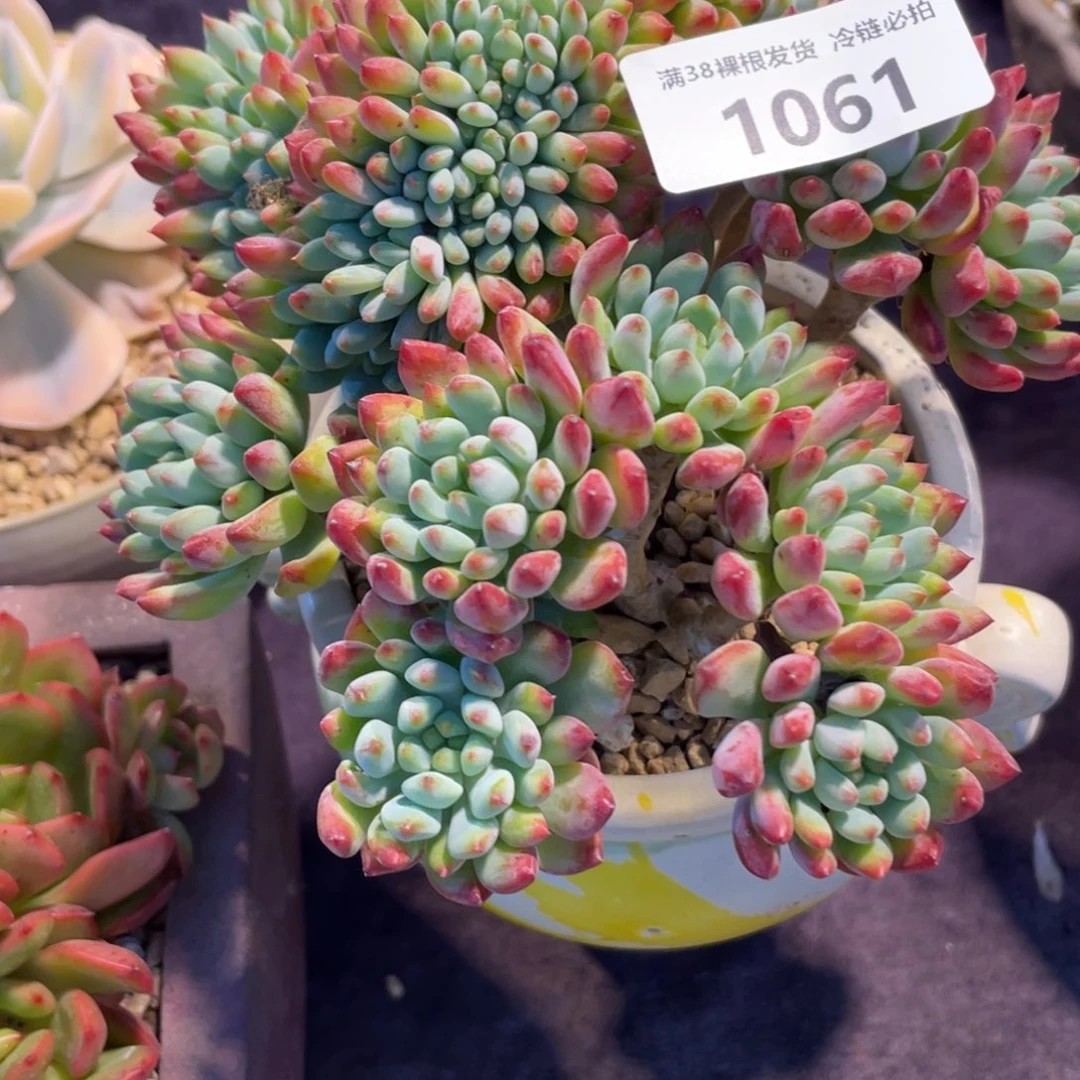 ****熙1061蓝苹果缀化群生多肉植物