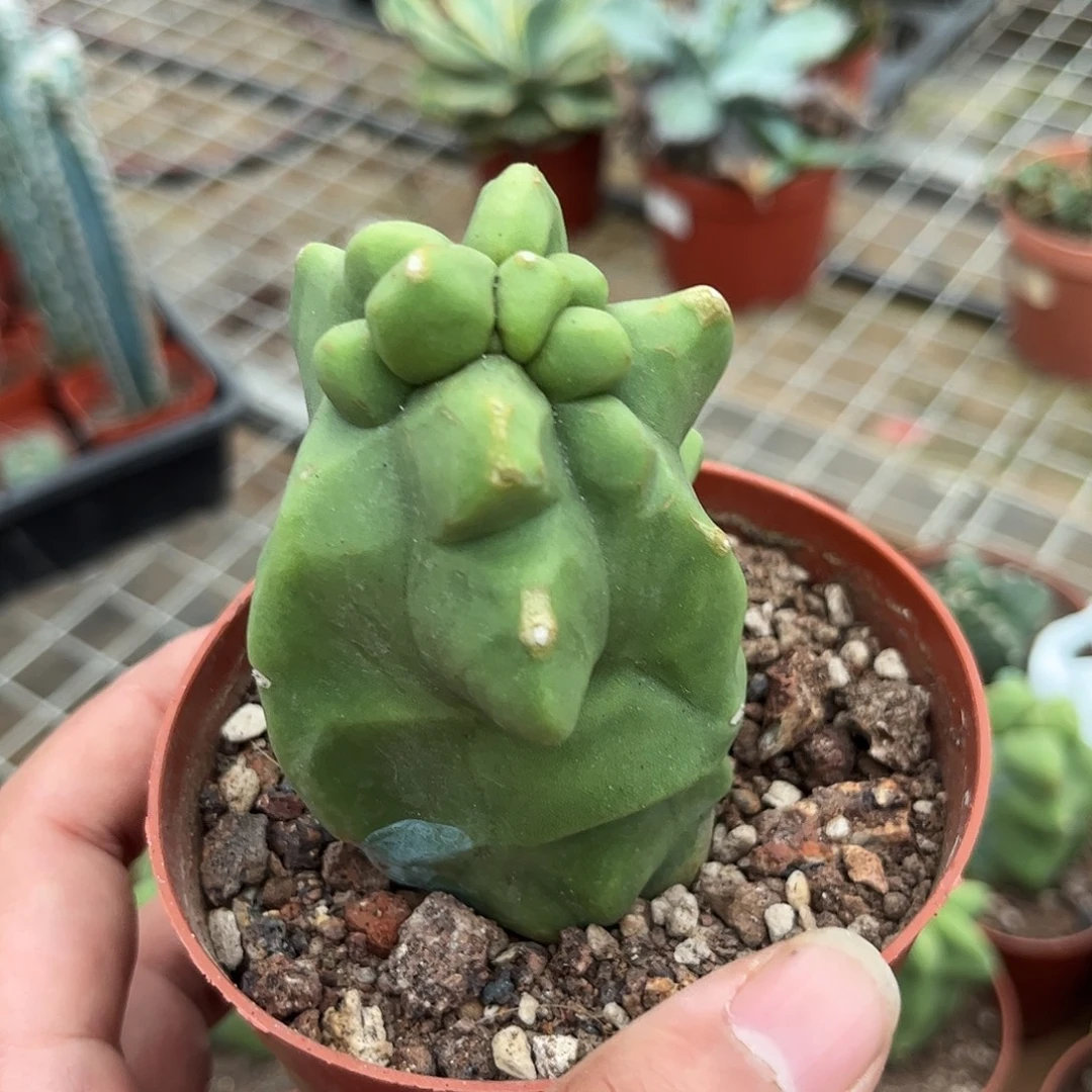 上帝阁单头发货有根