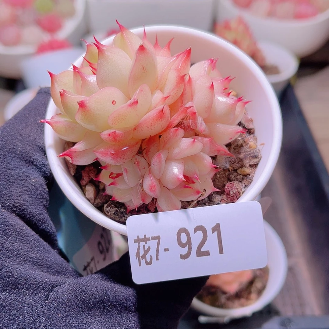 花利美7-921海王