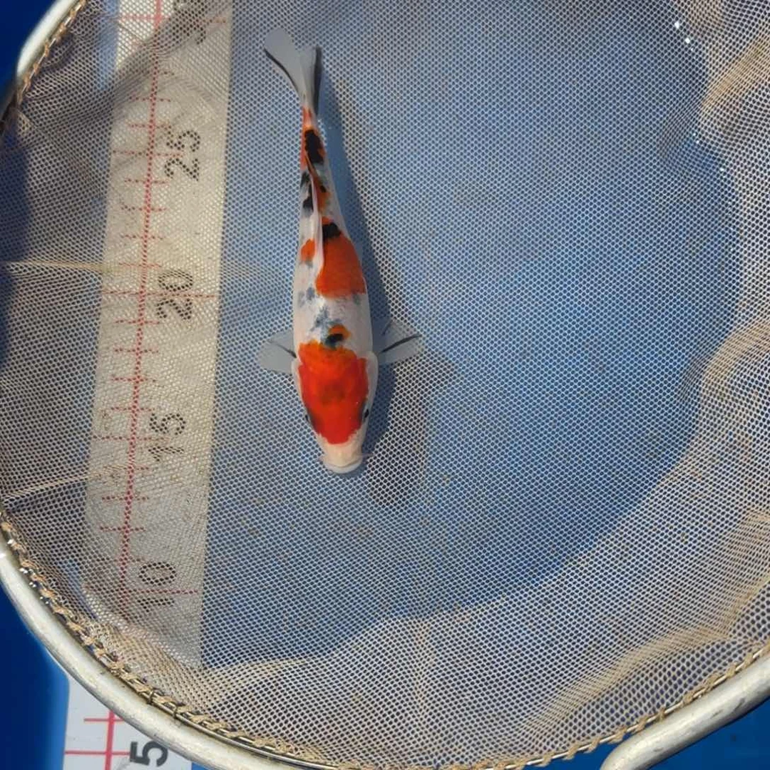 锦鲤阪井米兰小姐