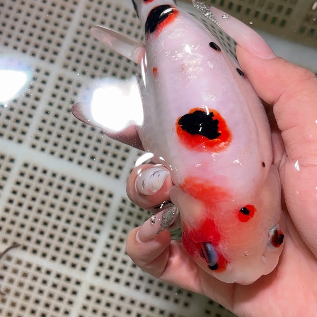 奔***牛金鱼拍包装包邮，不拍包装运费到付