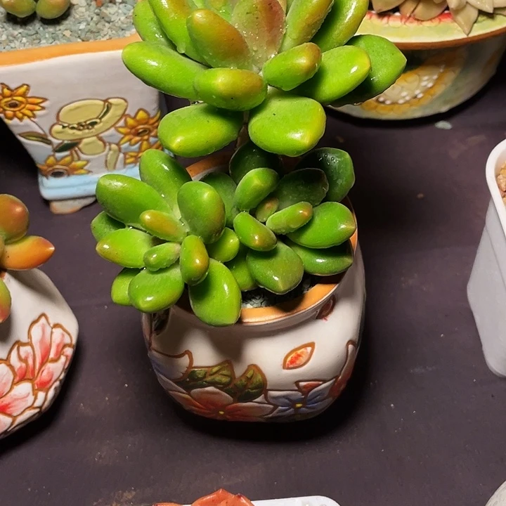 海***豚芒果奶多肉植物发货