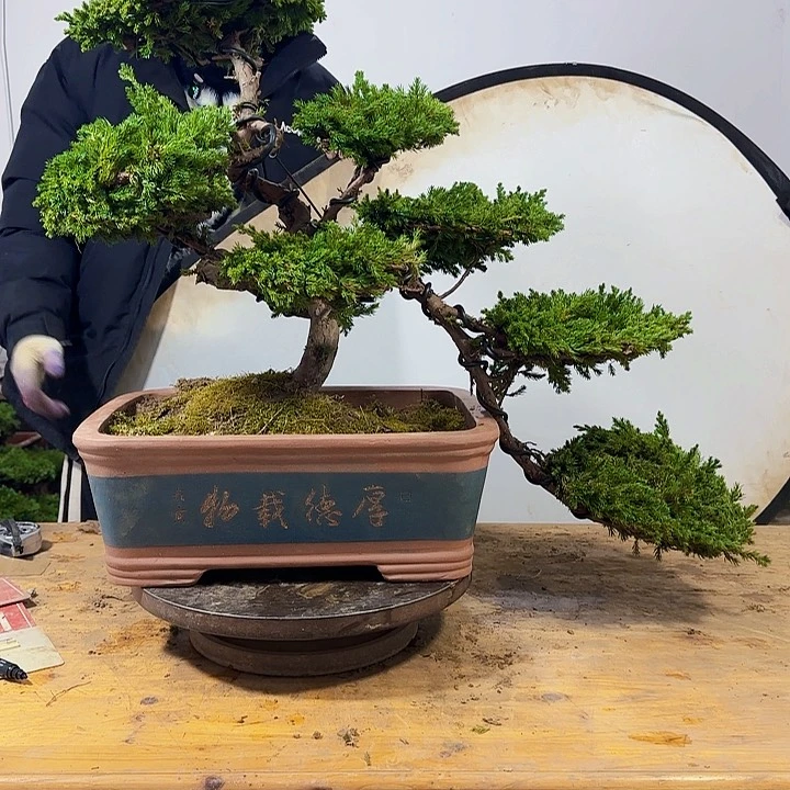 盆景11111111111111