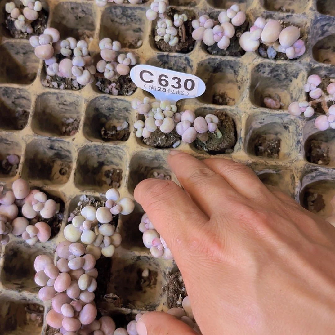 晚*C630桃蛋一物一拍