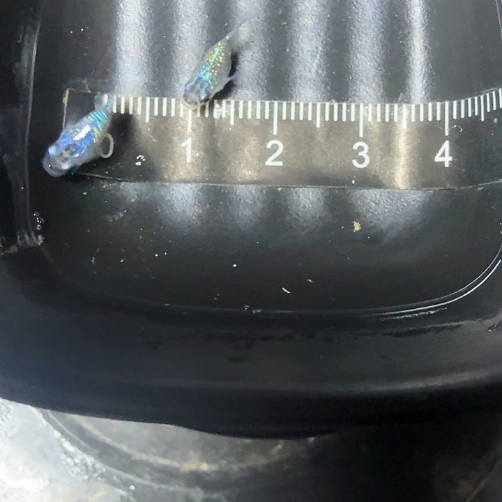 青鳉鱼97号拍品蓝宝石球球