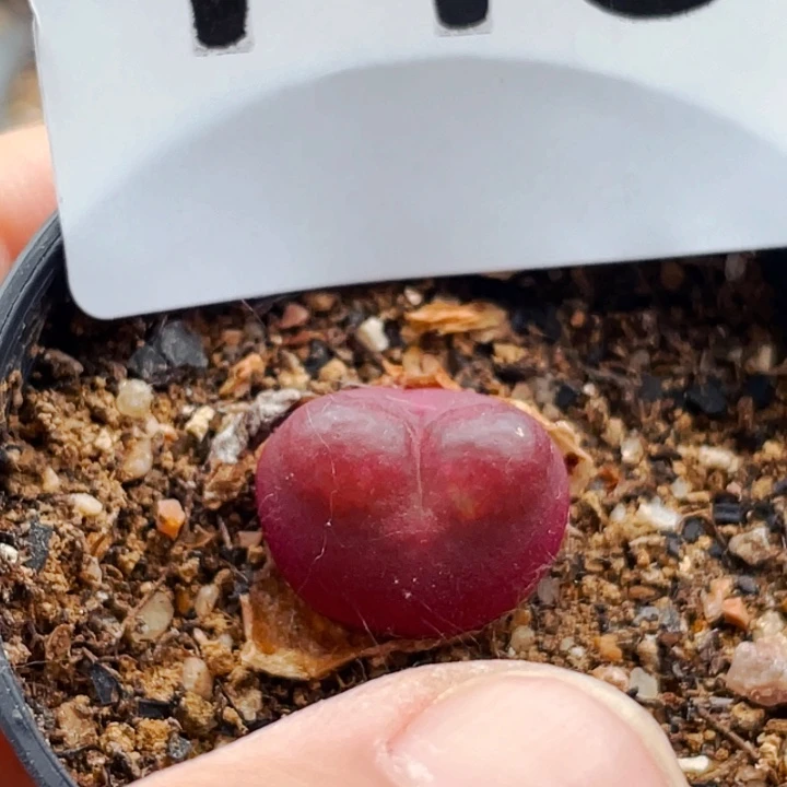 146吕红母本带盆