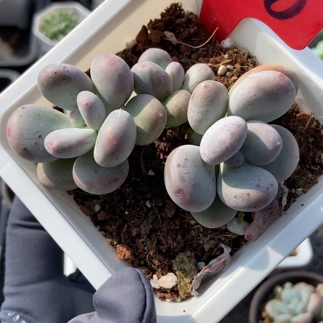 730烟美人多肉植物