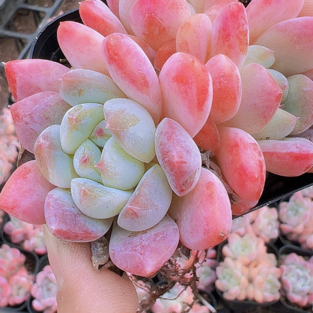 幻梦群19包邮多肉植物