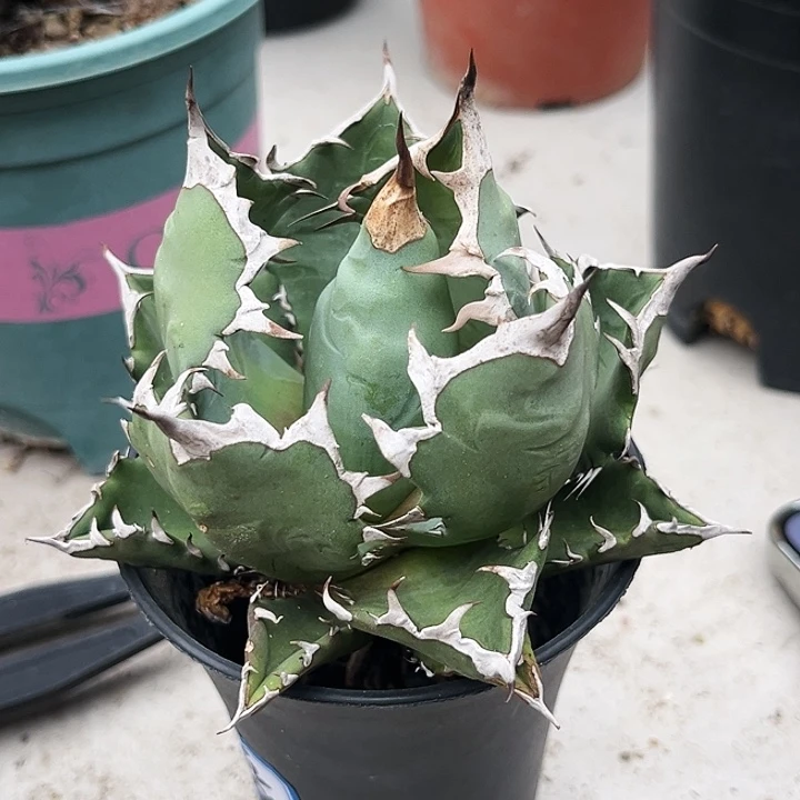 龙舌兰姬仁福利价漏