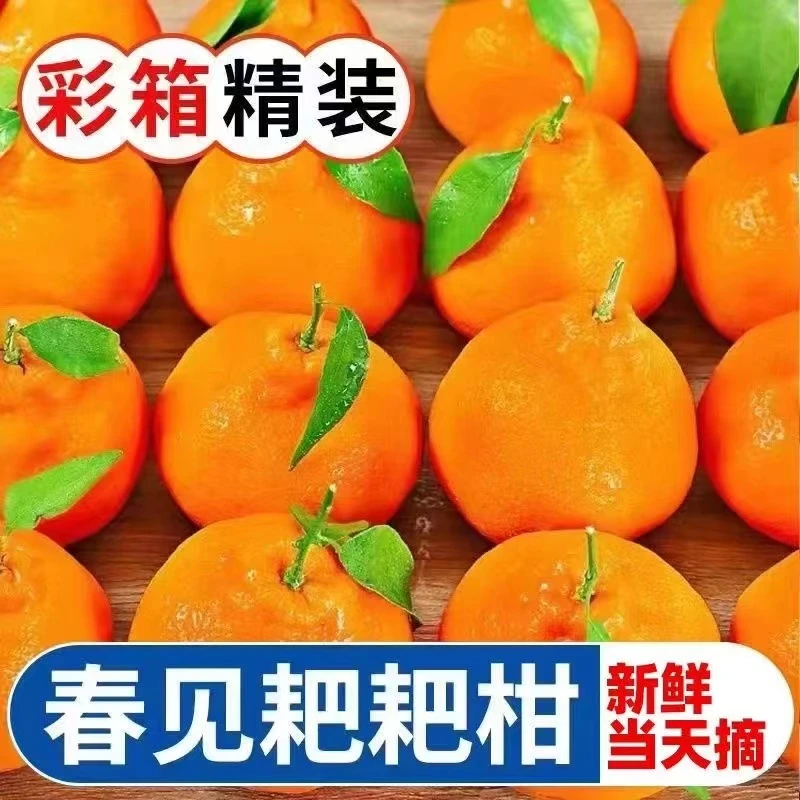 【新鲜水果】正宗四川春见耙耙柑果园直发现摘现发新鲜水果整箱包邮