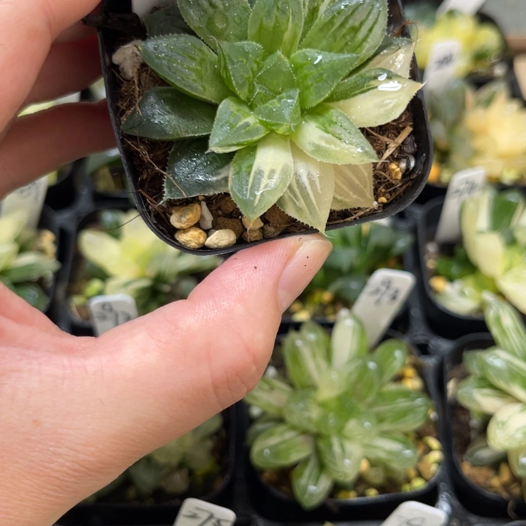 284实生寿锦一物一拍