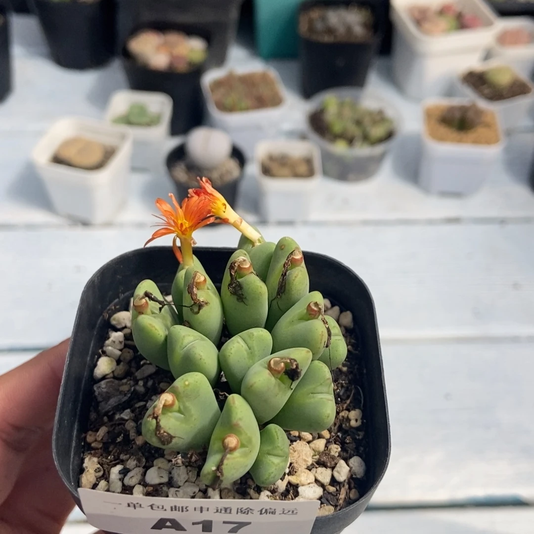 1022–番杏少将群a17