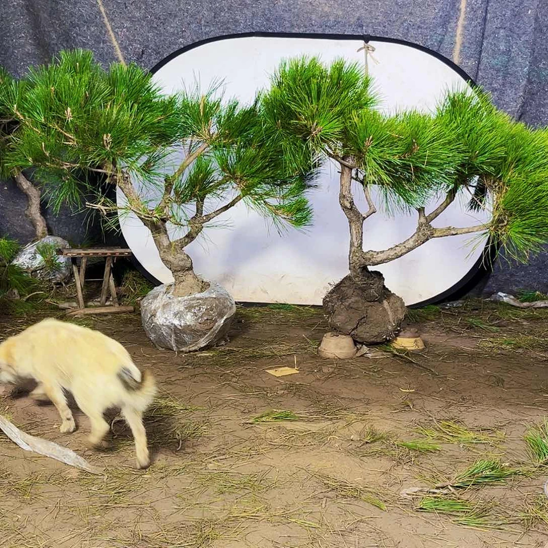 丈***炮无花朵黑松22222222222