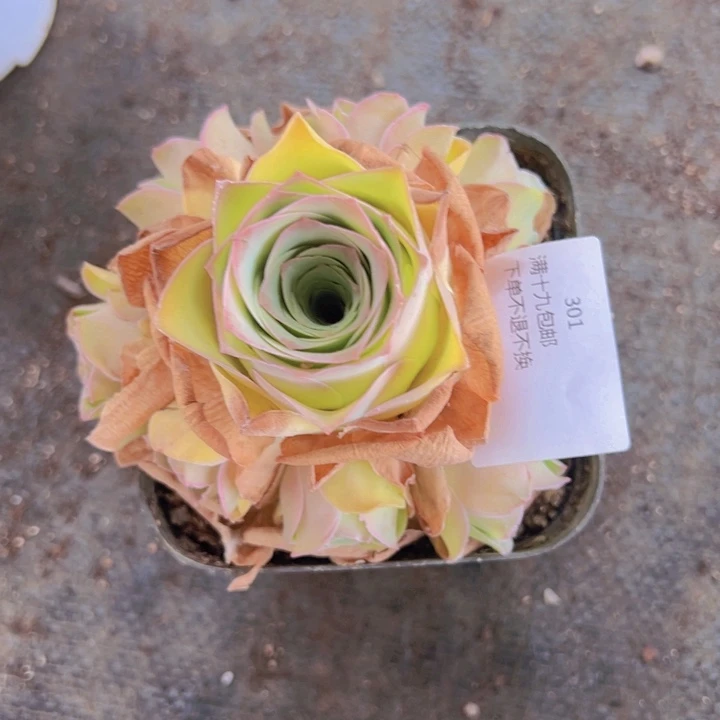 301 裸根不带土发货不包损