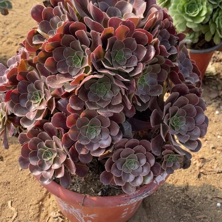 无花朵573多肉植物欧紫