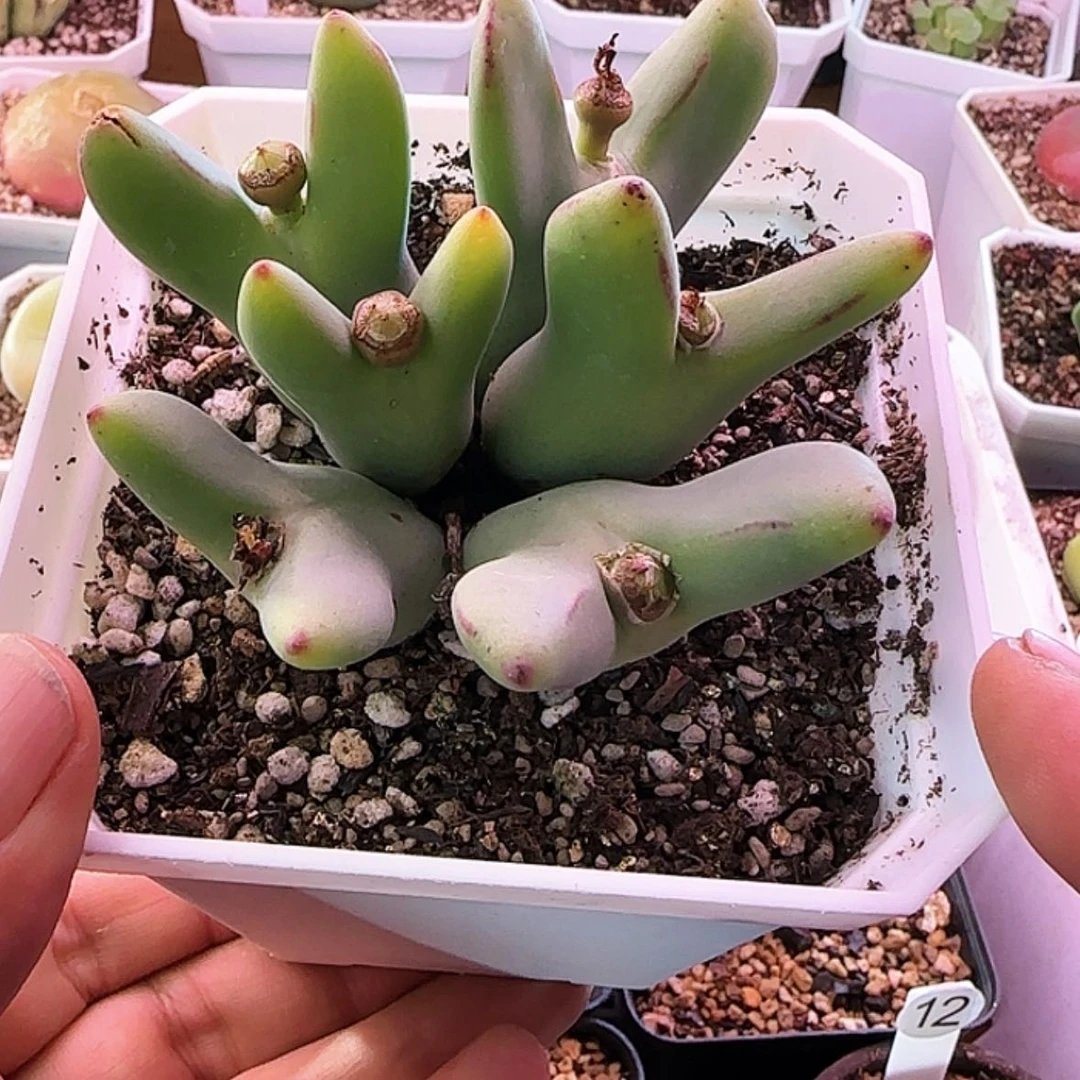 【闪购商品】12345678