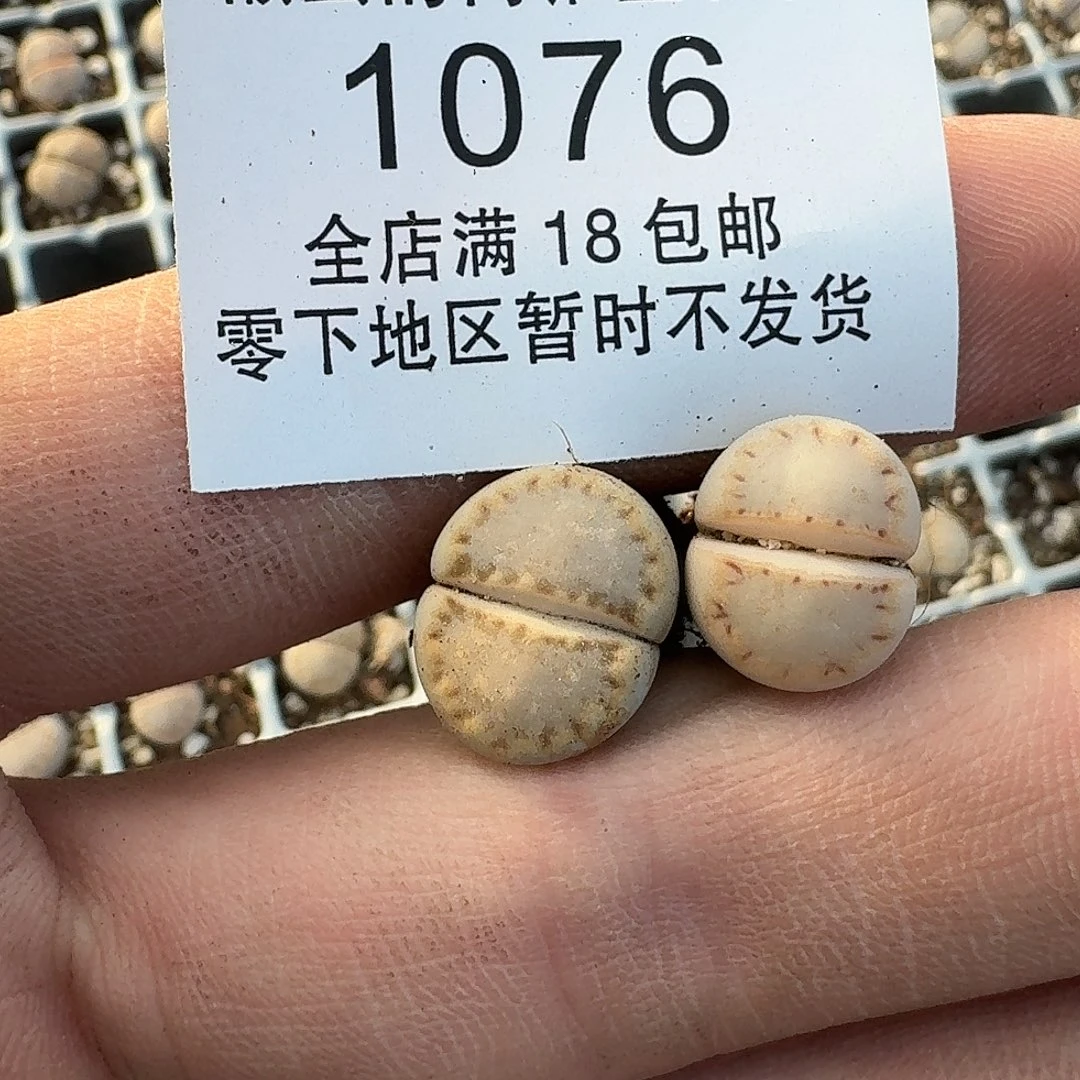 1076 哈哈哈哈哈哈哈