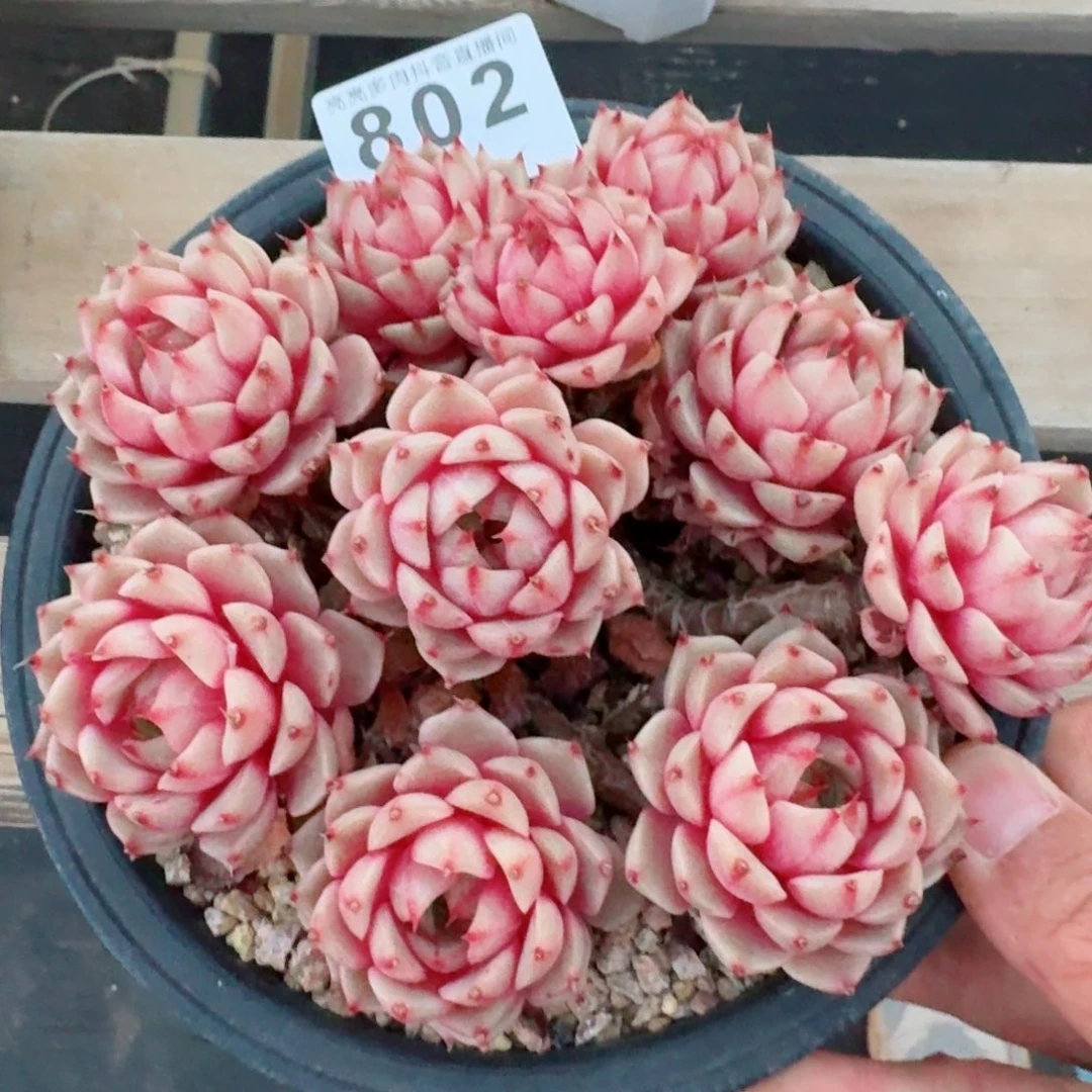 笨吧帝斯         精品多肉