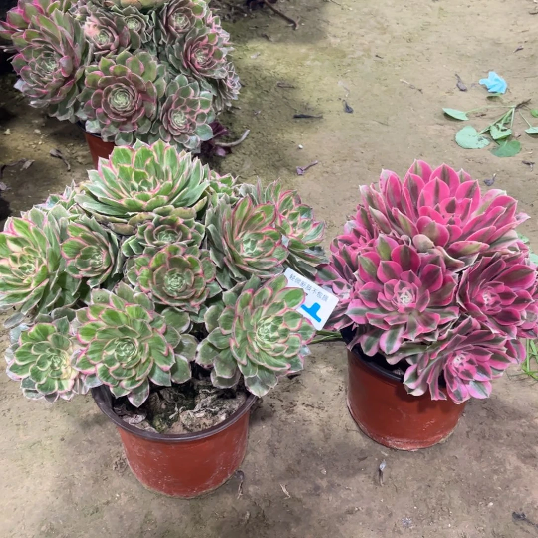 7两颗多肉植物法师法师