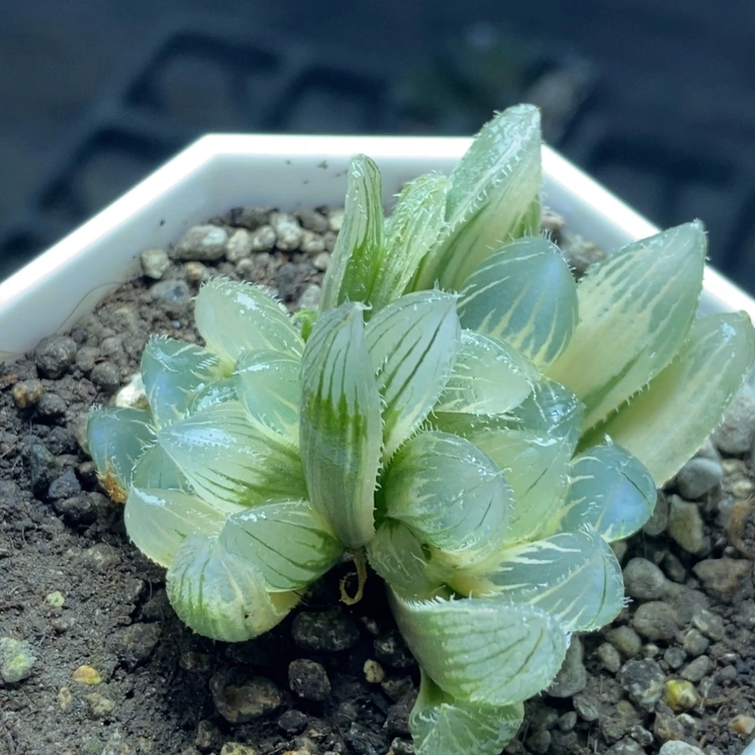 双头糊斑天狼星锦一物一拍