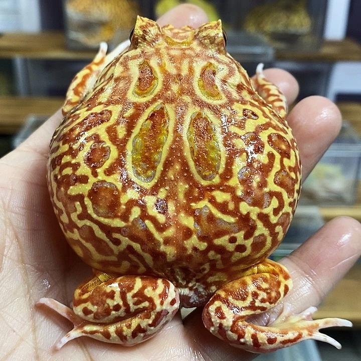 角蛙549跨年福利草莓