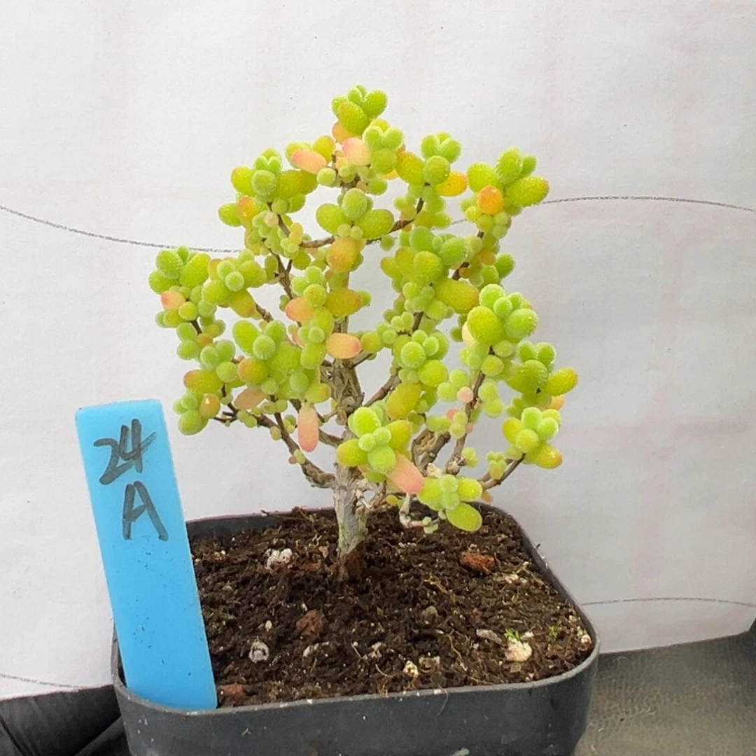 金桔糖球小树24号