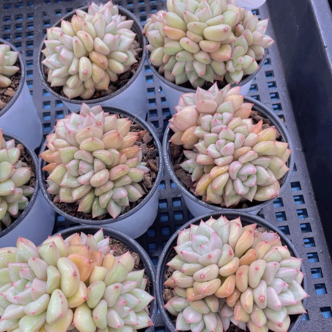 量拍15号黄金象牙多头群一个