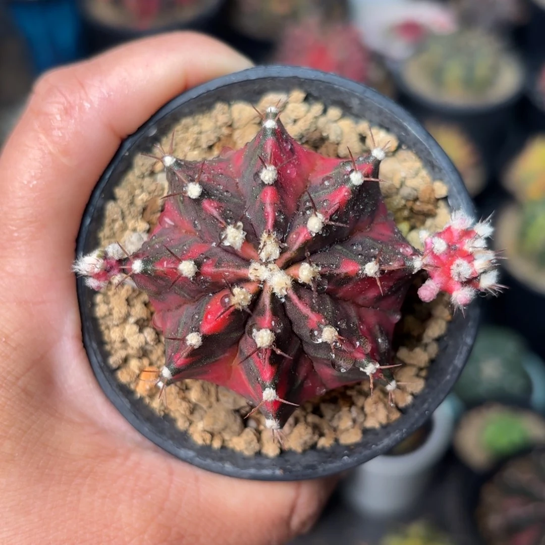 泰系米哈仙人球315