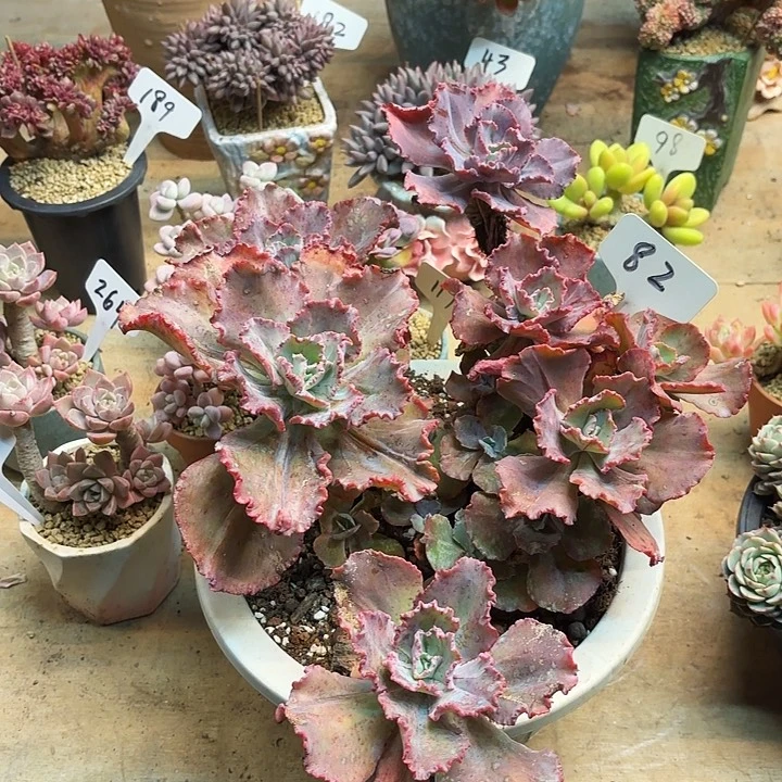 多肉植物，舞会红群82号